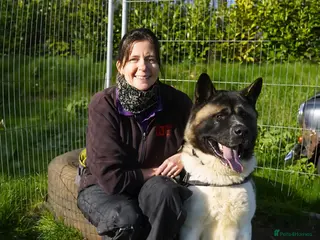 Akita dogs Tyson - Advert 2