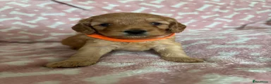 Cockapoo 4