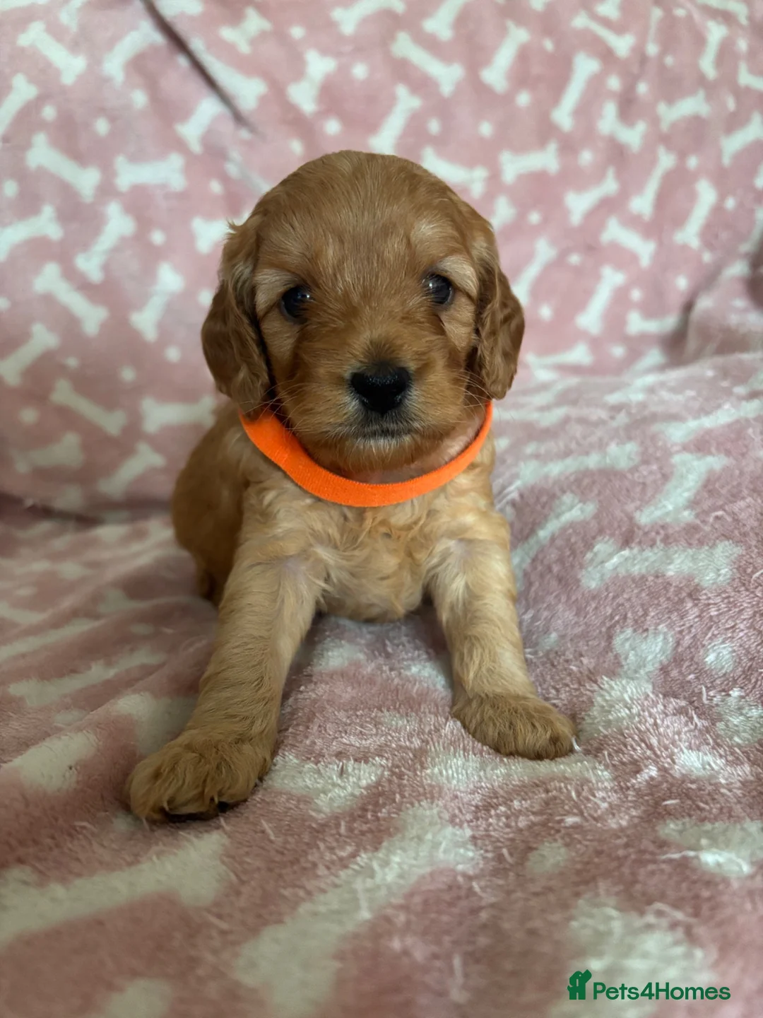 Cockapoo dogs for sale: 🐶Beautiful Cockapoo Puppies❤️ - Advert 20