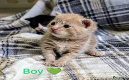 Mixed Breed cats for sale: Beautiful healthy kittens 😍😍 - Image 4