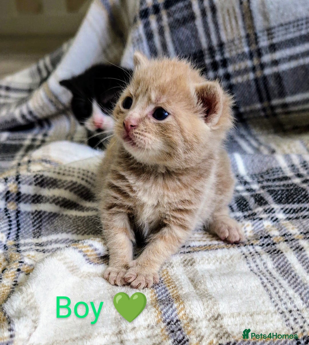 Mixed Breed cats for sale: Beautiful healthy kittens 😍😍 - Image 4