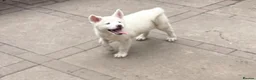 Japanese Akita Inu dogs for sale: Japanese Akita Puppies  - Advert 6
