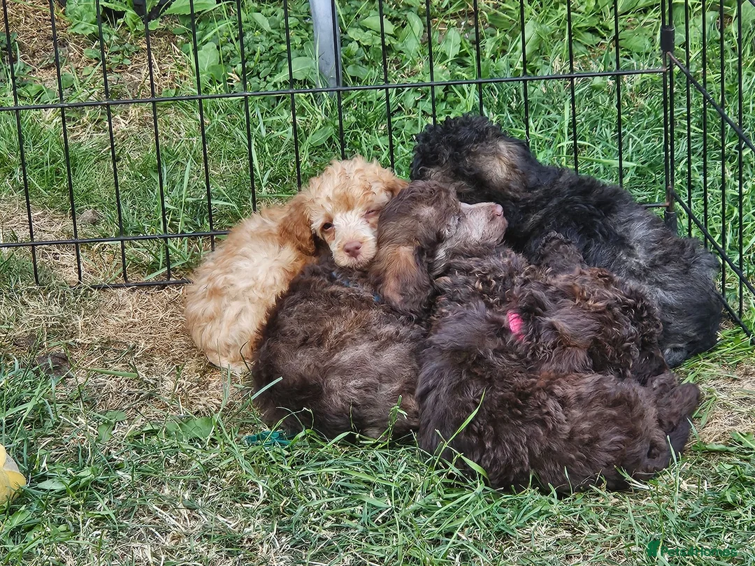 Toy Poodle dogs for sale: 8 weeks old Toy poodle male pup - Advert 1