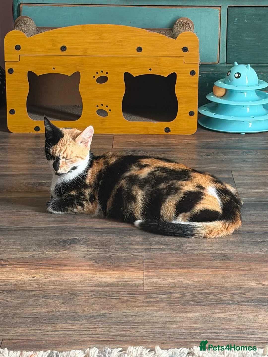 Mixed Breed cats for sale: Biscoff - Advert 2