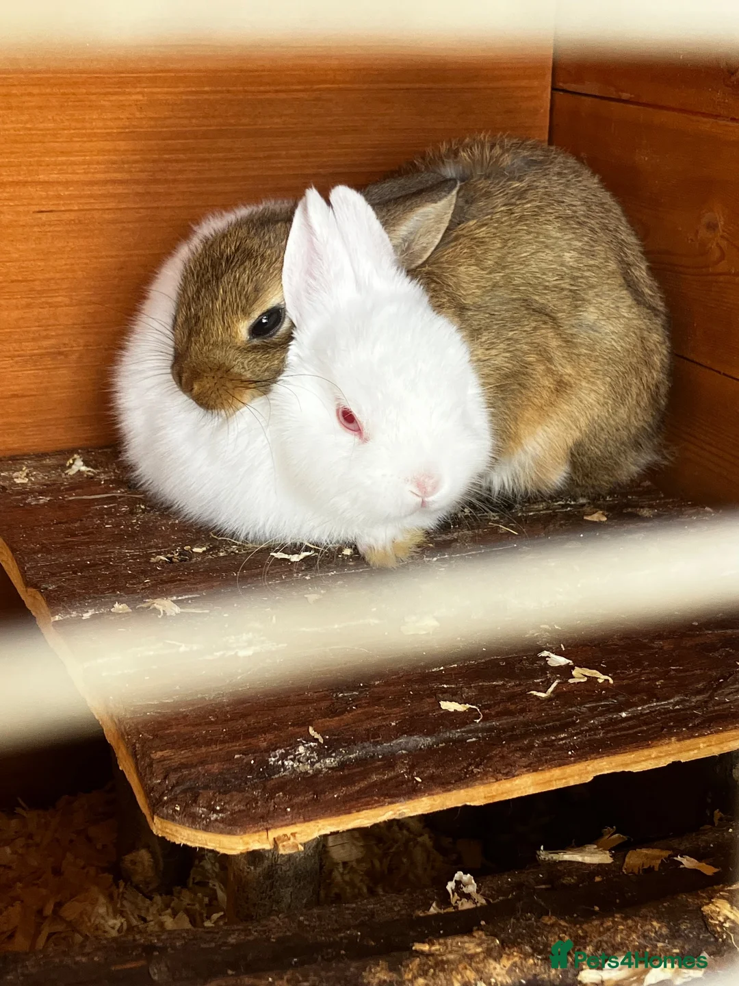 Netherland Dwarf rabbits for sale: Male & x2 Female Netherland Dwarfs Must Go! - Advert 2