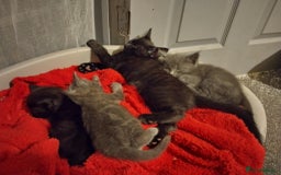 Russian Blue cats for sale: 3 female kittens  - Image 8