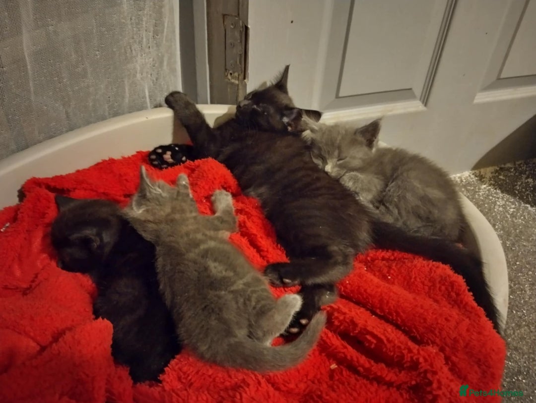 Russian Blue cats for sale: 3 female kittens  - Image 8