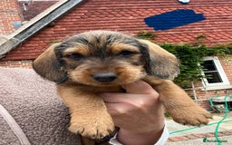 Dachshund dogs for sale: Standard Wire hair Pups available!! - Image 5