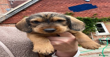 Dachshund dogs - Advert 9