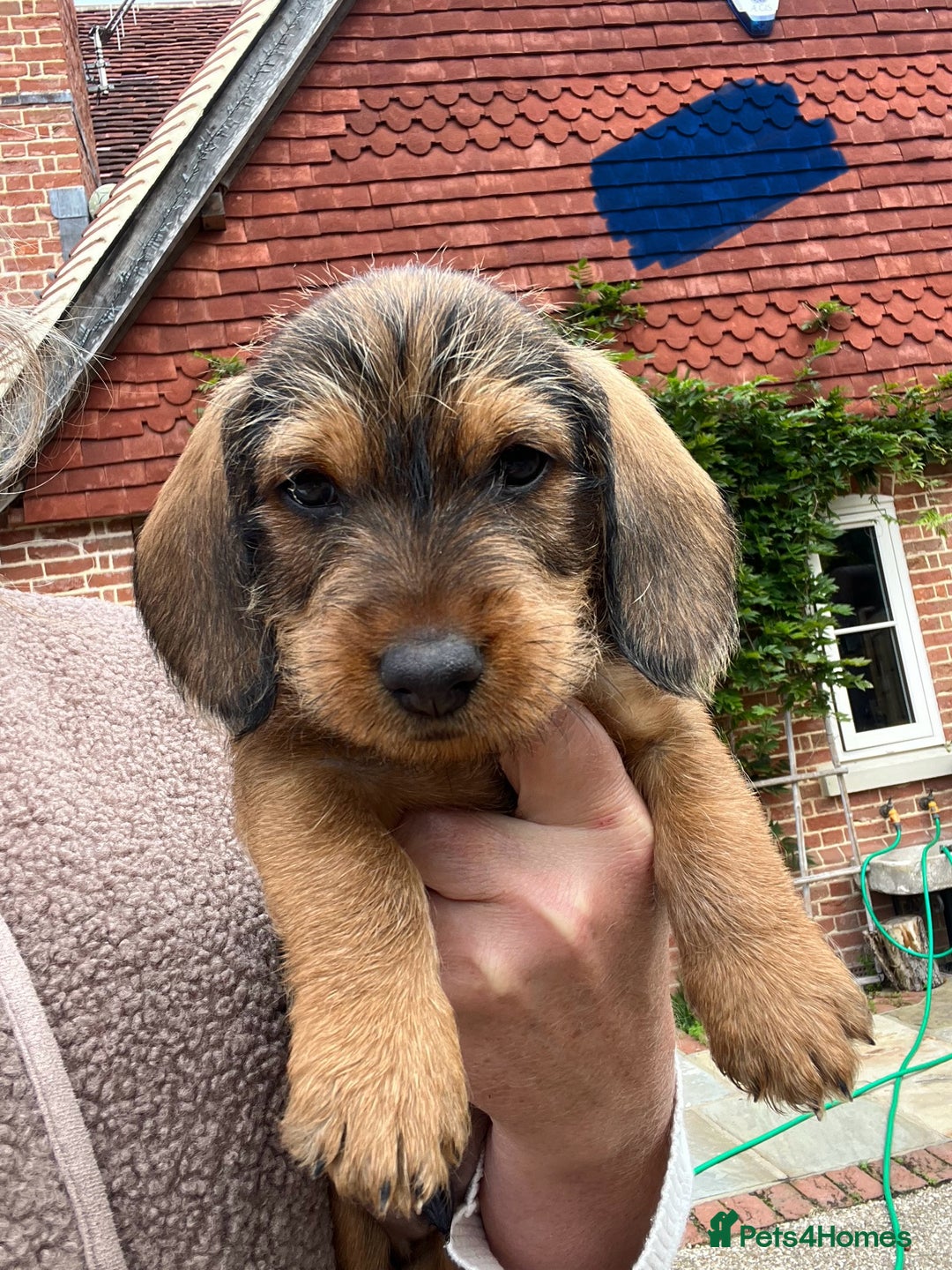 Dachshund dogs for sale: Standard Wire hair Pups available!! - Image 5