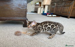 Bengal cats for sale: TICA registered bengal kittens!🐱 - Image 36