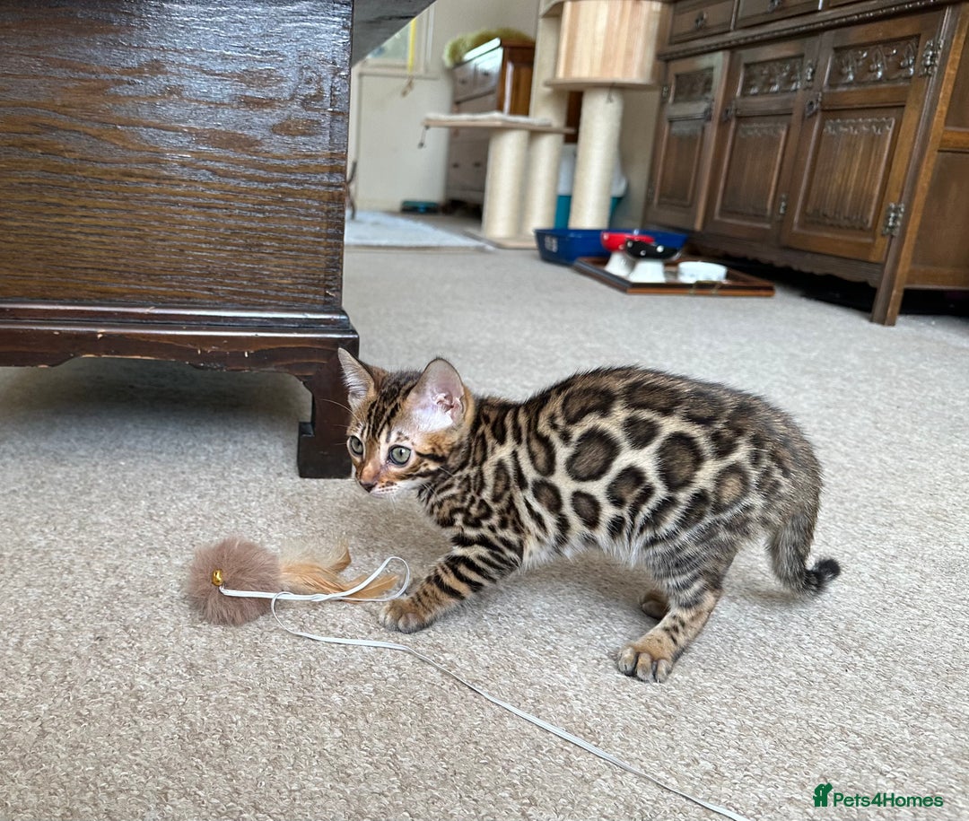 Bengal cats for sale: TICA registered bengal kittens!🐱 - Image 36