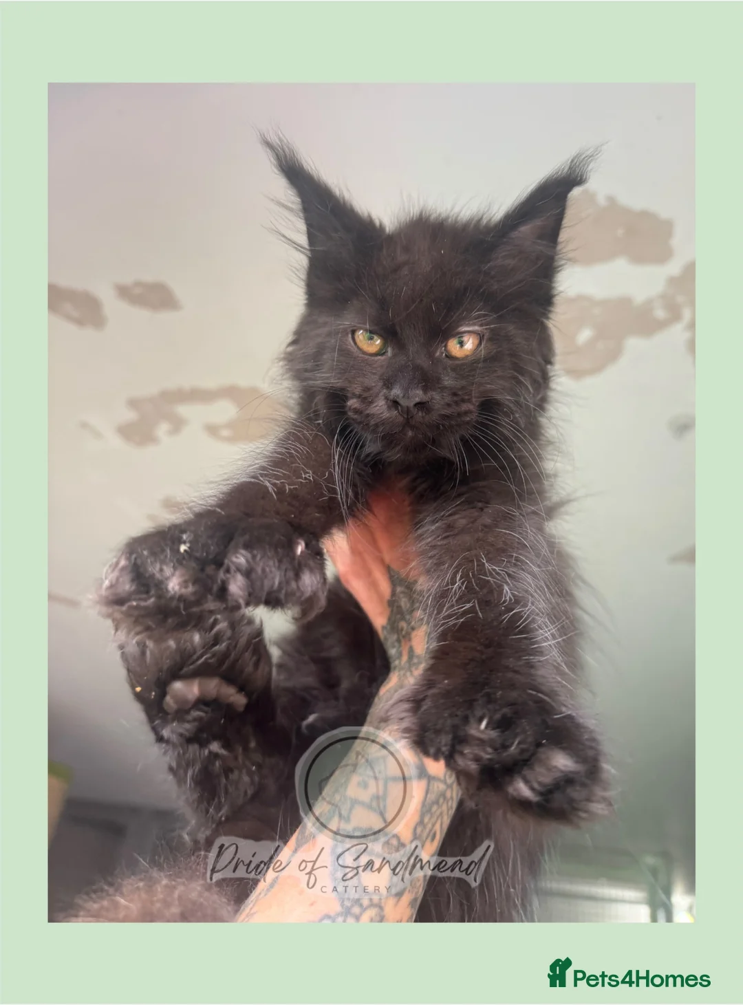 Maine Coon cats for sale: Russian Import Health Tested Loved Kittens - Advert 2