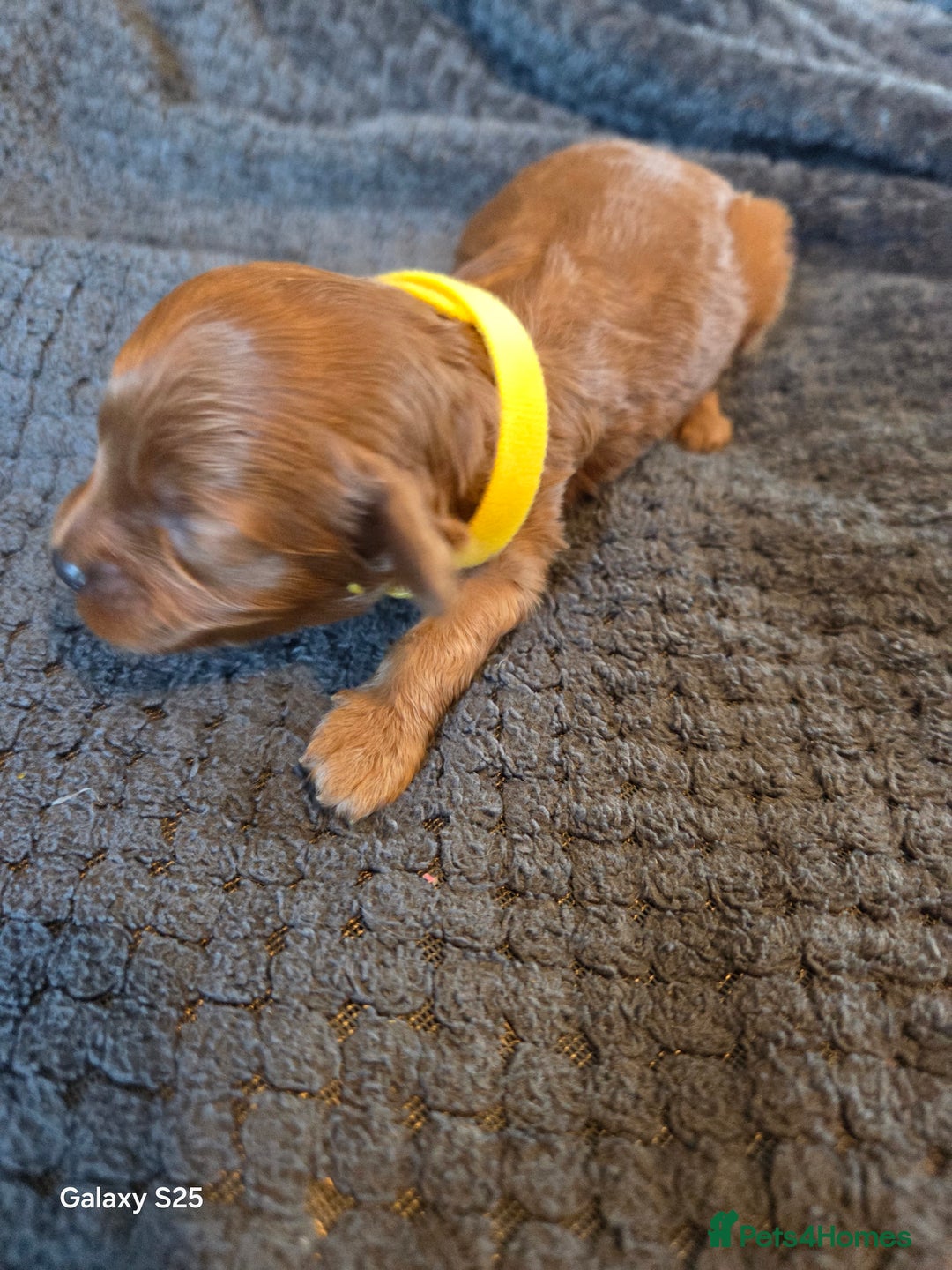 Cavapoo dogs for sale: Minature cavapoos - Advert 9