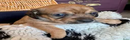 Mixed Breed dogs for sale: Schweenie pups  - Advert 10