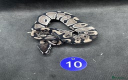 Python Snake reptiles for sale: Royal pythons from £20 - Image 4