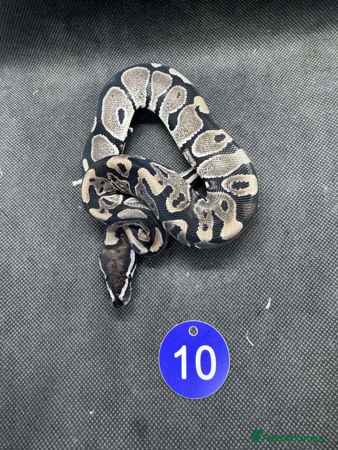 Python Snake reptiles for sale: Royal pythons from £20 - Image 4