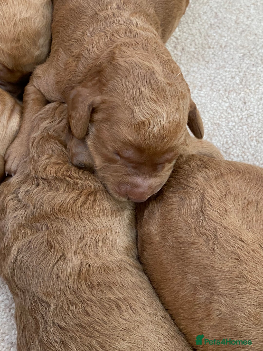 Labradoodle dogs for sale: F1 Red Miniature Labradoodles  - Advert 13