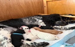 Cocker Spaniel dogs for sale: Gorgeous KC registered Working Cocker Spaniels - Image 3