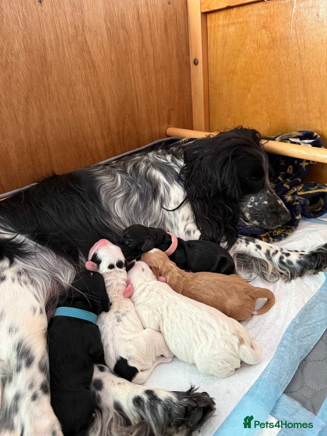 Cocker Spaniel dogs for sale: Gorgeous KC registered Working Cocker Spaniels - Image 3