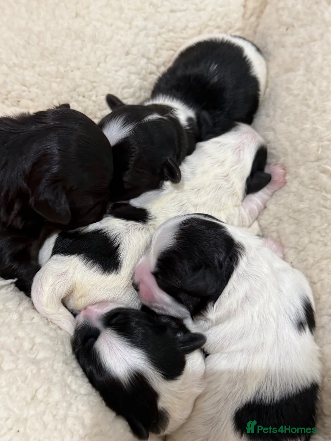 Maltipoo dogs for sale: 💎 OUTSTANDING TINY KOREAN MALTIPOOS 💎  - Advert 1