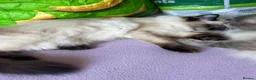 Ragdoll cats for sale: LAST 1 pure Ragdoll kitten LEFT✨FREE STARTER PACK - Advert 11