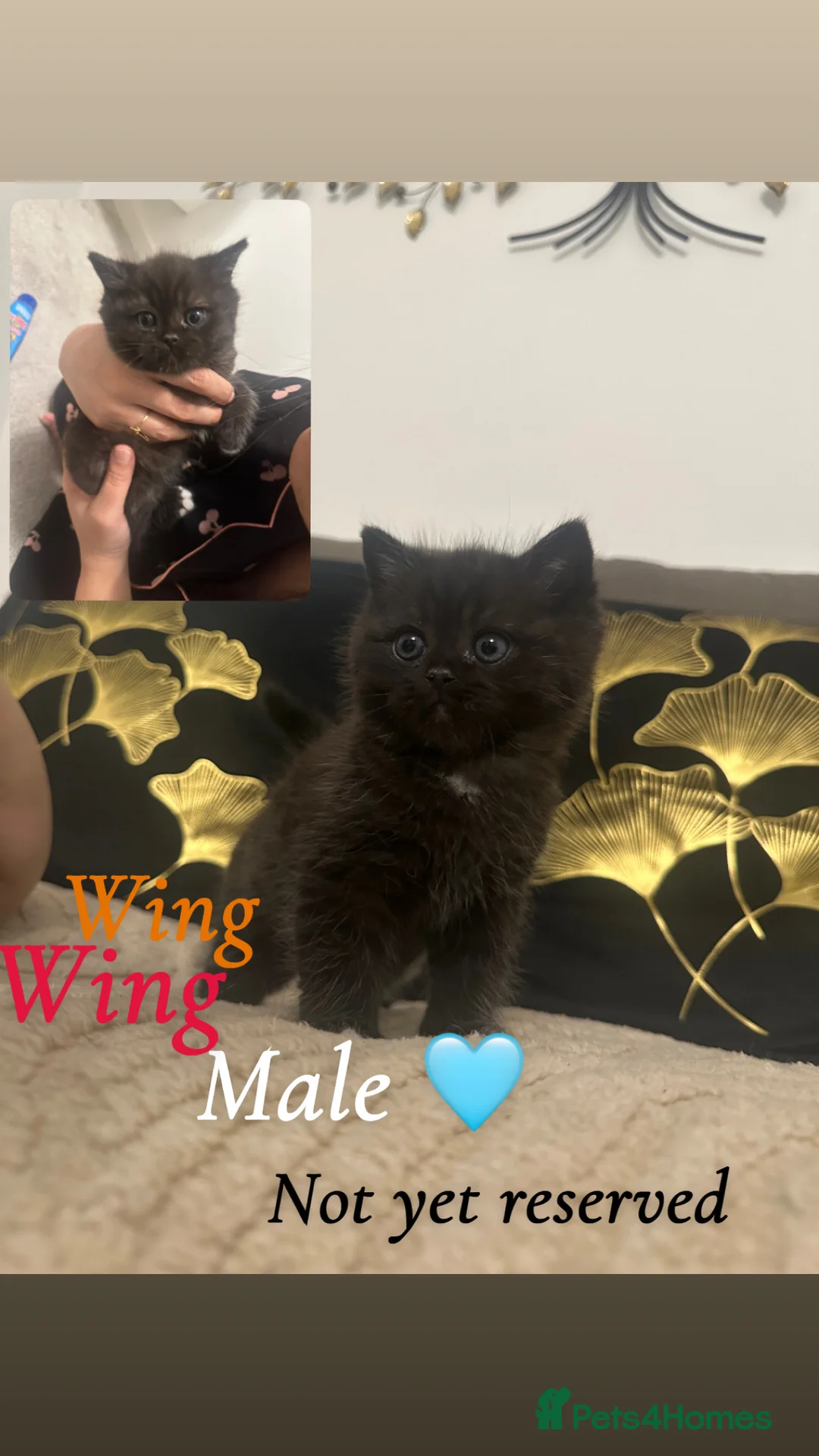 British Shorthair cats for sale: Black baby bsh 😙 - Advert 2