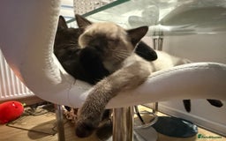 British Shorthair cats for sale: Full BSH kittens 13 weeks GCCF Parents. One gone!  - Image 22