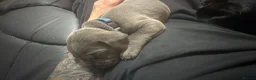 Cane Corso dogs for sale: Cane Corso Puppies for sale  in Hull - Advert 6