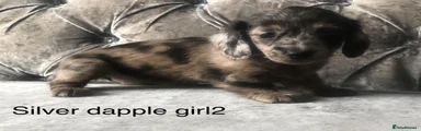 Miniature long haired Dachshund Puppy silver dapple girl2