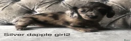 Miniature Dachshund dogs for sale: Miniature long haired dachshund puppies - Advert 19