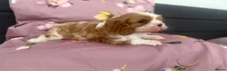 Cavalier King Charles Spaniel dogs for sale: Beautiful health tested puppies 💙 - Advert 5