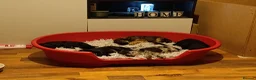 Mixed Breed dogs for sale: Beautiful terrier pups ready for their new home  in Sutton-in-Ashfield - Advert 26