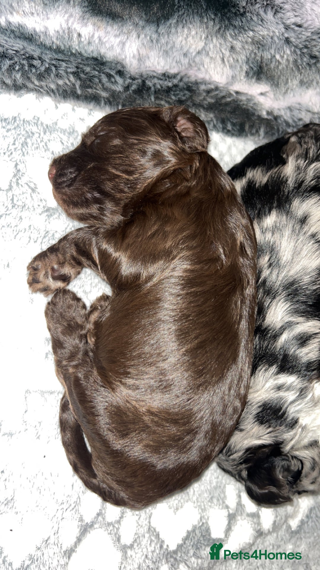 Cockapoo dogs for sale: Multi-Gen Cockapoo Puppies for sale.  - Image 14