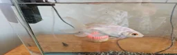 Goldfish fish for sale: Goldfish  in Cardiff - Advert 6