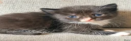 Mixed Breed cats for sale: Beautiful mixed kittens (ready to leave)  in Nottingham - Advert 2