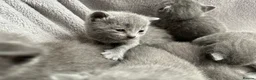 Russian Blue cats for sale: Russian Blue kittens  - Advert 35