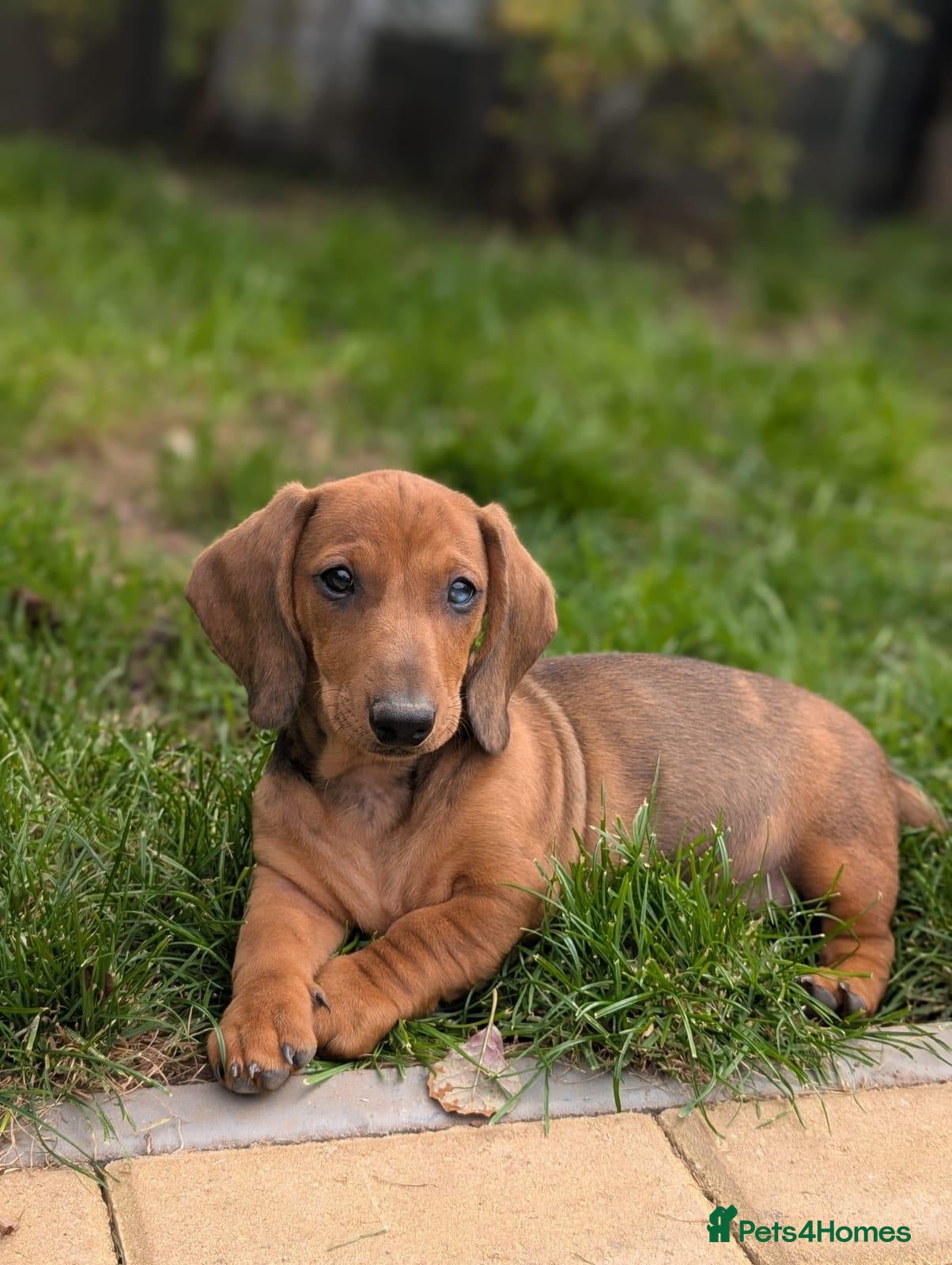 Dachshund dogs Champion Bloodline Standard Dachshund - Advert 2