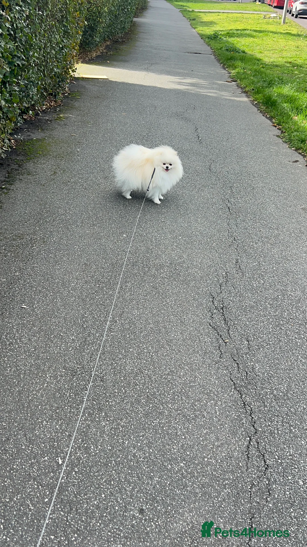 Pomeranian dogs for sale: Pomeranian  - Advert 8