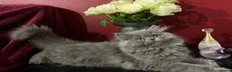 Persian cats for sale: Ready 8th. Fully vacs. Stunning blue Persian girl  - Advert 1