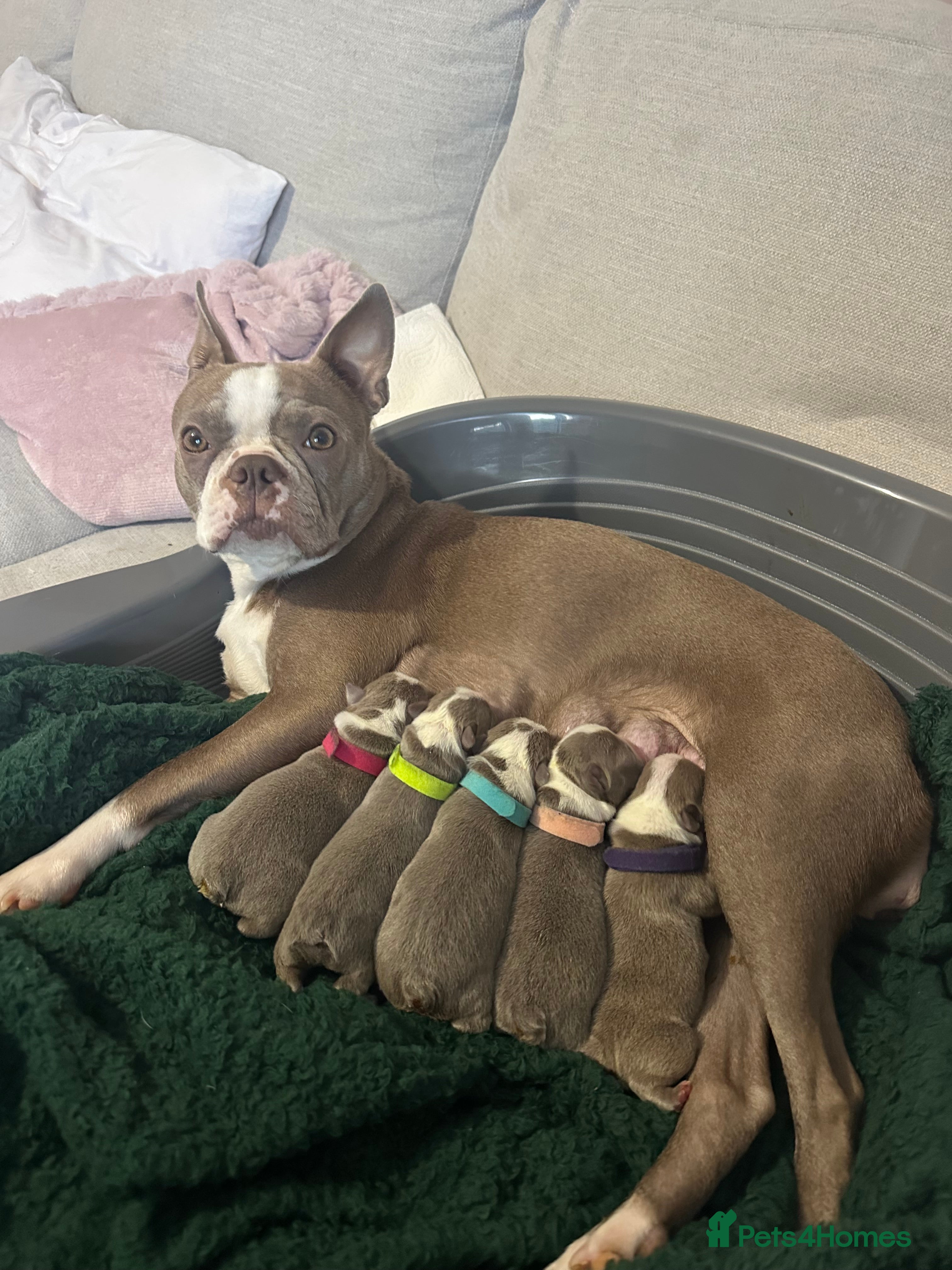 Boston Terrier dogs Premium & Rare Champaign Boston Terriers - Advert 1