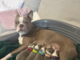 Boston Terrier dogs Premium & Rare Champaign Boston Terriers - Advert 1