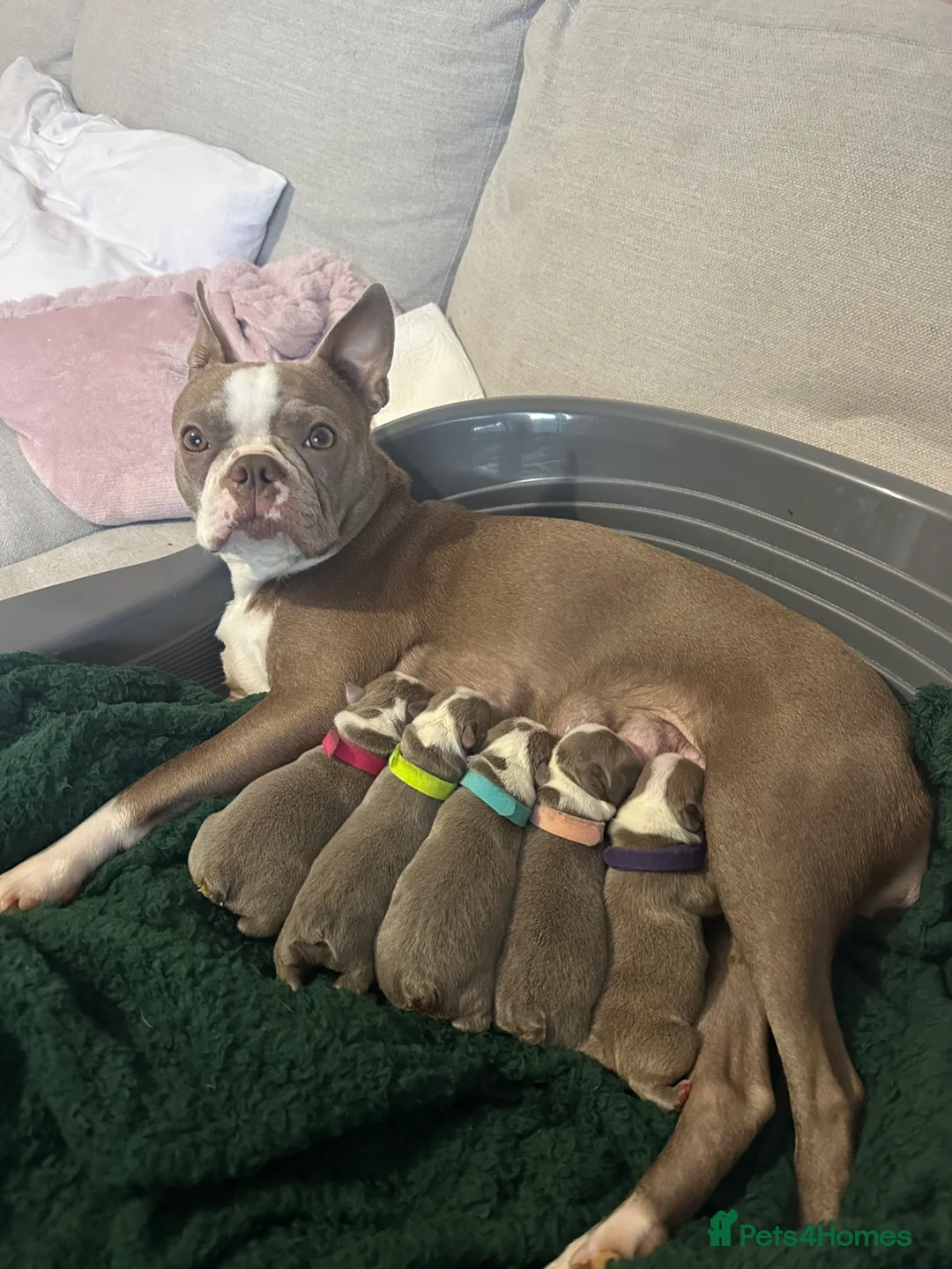 Boston Terrier dogs for sale: Rare Champaign KC Boston Terrier - Advert 10