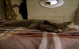 Mixed Breed cats for sale: Two indoor females seeking loving home together  - Image 23
