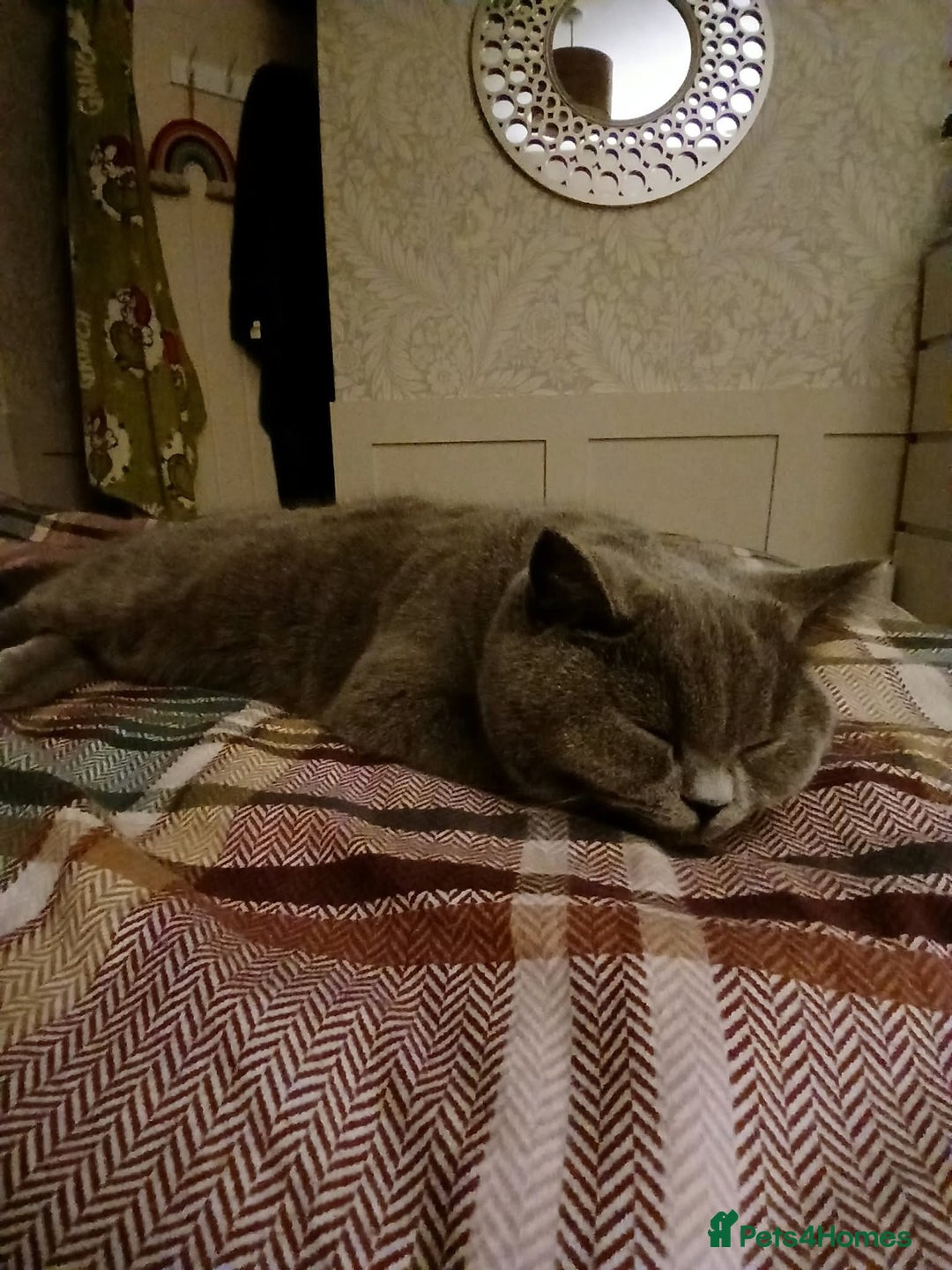 Mixed Breed cats for sale: Two indoor females seeking loving home together  - Image 23
