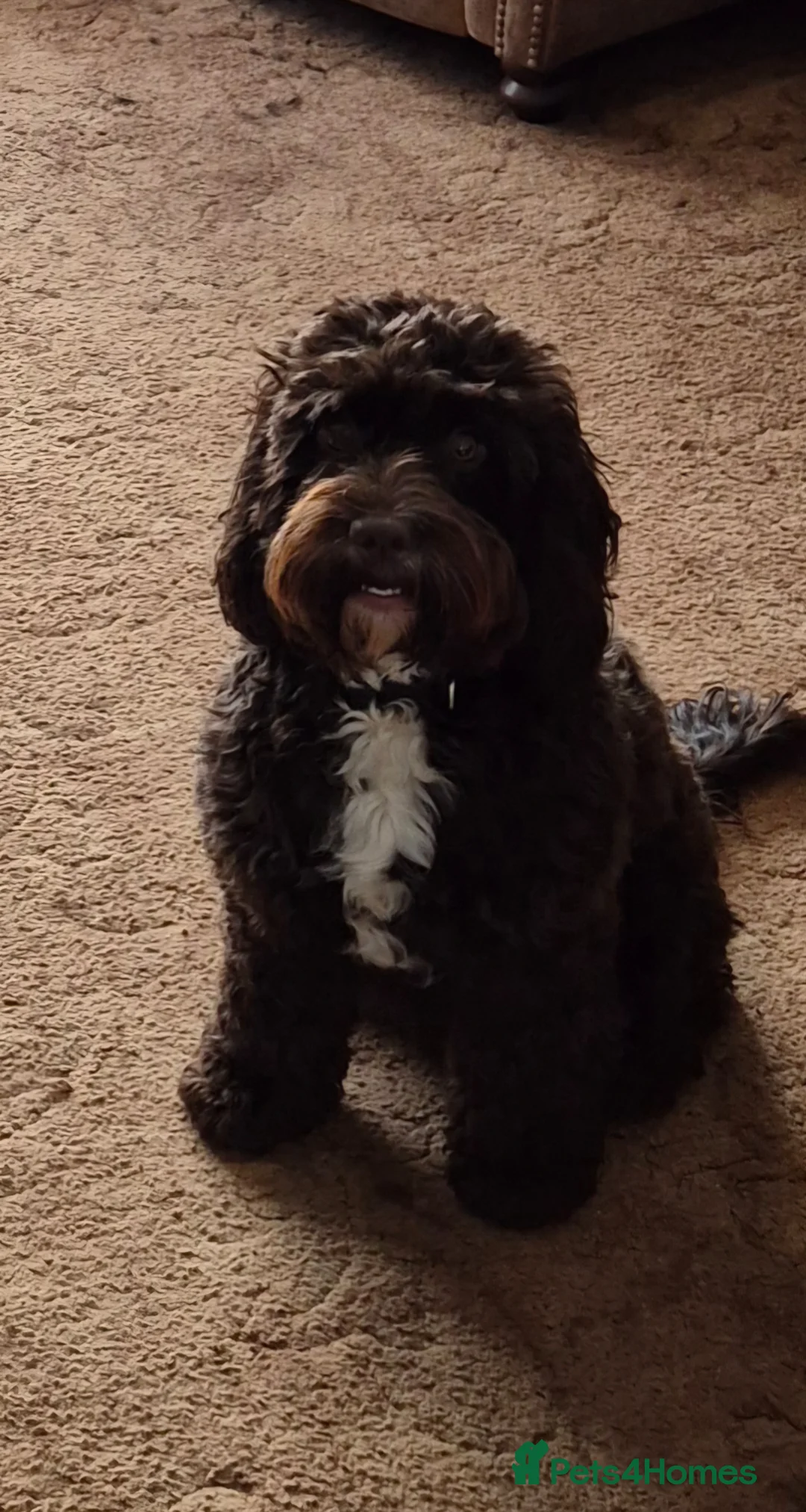 Cockapoo dogs for sale: 6 beautiful cockapoo puppies - Advert 1