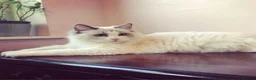 Ragdoll cats for sale: 🌟TICA🌟Champion Ragdoll🏆🏆🏆 in London - Advert 1