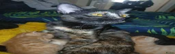 Mixed Breed cats for sale: beautiful kittens  - Advert 1