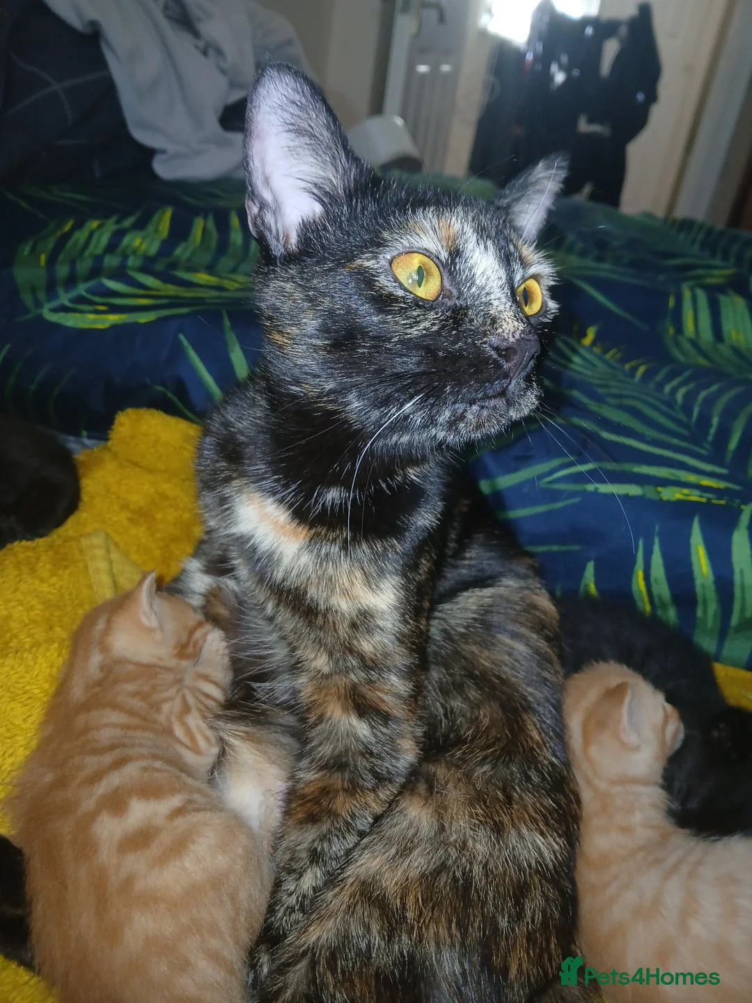 Mixed Breed cats for sale: beautiful kittens  - Advert 1