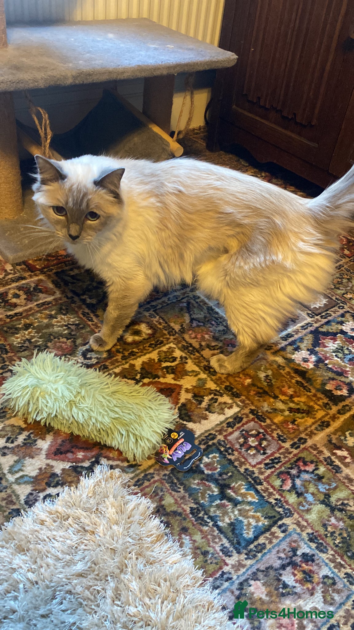 Ragdoll cats for sale: Two retired breeding queens available  - Advert 2